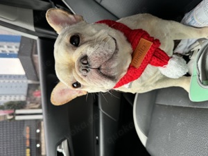 Frenchbulldog highbreed in Frankfurt Oberursel