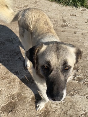 Orlando, geb. ca. 10 2018, in GRIECHENLAND, auf Gelände, auf dem Hunde notdürftig versorgt werden Bild 7