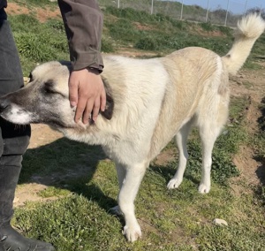Orlando, geb. ca. 10 2018, in GRIECHENLAND, auf Gelände, auf dem Hunde notdürftig versorgt werden Bild 8