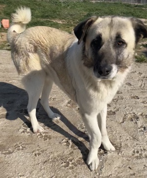 Orlando, geb. ca. 10 2018, in GRIECHENLAND, auf Gelände, auf dem Hunde notdürftig versorgt werden Bild 10