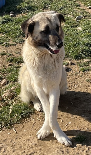 Orlando, geb. ca. 10 2018, in GRIECHENLAND, auf Gelände, auf dem Hunde notdürftig versorgt werden Bild 6