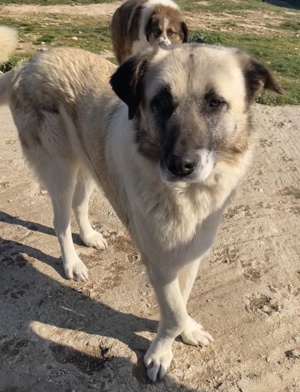 Orlando, geb. ca. 10 2018, in GRIECHENLAND, auf Gelände, auf dem Hunde notdürftig versorgt werden Bild 5