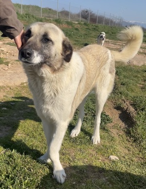 Orlando, geb. ca. 10 2018, in GRIECHENLAND, auf Gelände, auf dem Hunde notdürftig versorgt werden Bild 9