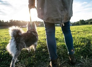 Gassi gehen mit Ihrem Hund