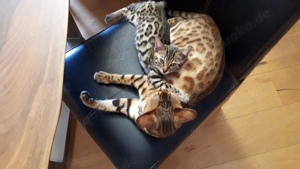 Zierliche, kleine Bengal Kitten aus Hobbzucht zu verkaufen