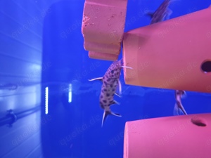 Welse Synodontis Lucipini Bild 2