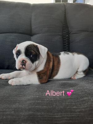 Zuckersüßen exclusiven Old English Bulldog Welpen OEB zu verkaufen