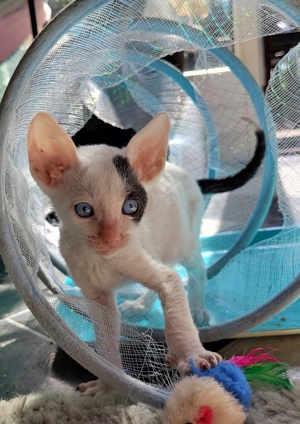 Super süßer Cornish Rex Kater mit Stammbaum 