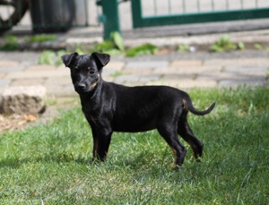  Pinscher mix welpen