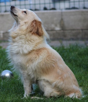 Sheltie mix Hündin 