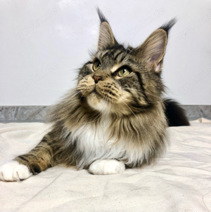 Maine Coon Black tabby