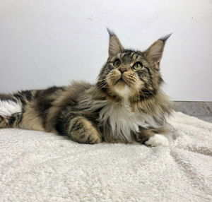 Maine Coon Black tabby