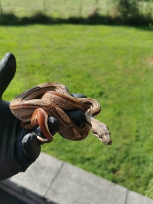 0.1 Hypo Motley pos Jungle het Albino pos het Leopard Boa