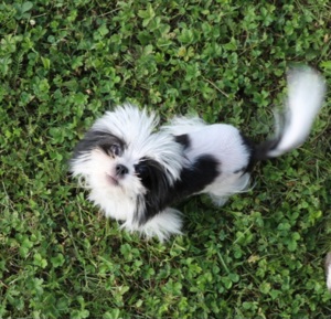 wieder zu haben XS Shih Tzu Rüde