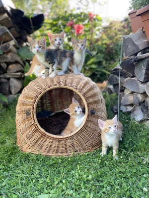 Kitten Katze Kater Glückskatze Findus rote