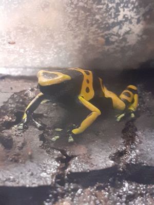 0,0,1 Dendrobates Leucomelas