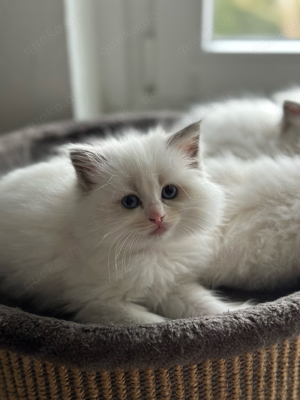 Reinrassige Ragdoll kitten 