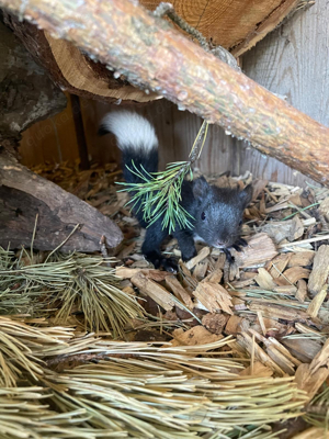 Europäische Eichhörnchen 