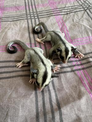 Sugar Glider 2.0 Jungtiere Kurzkopfgleitbeutler