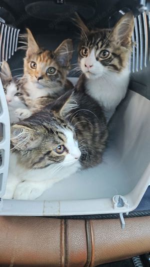 Maine coon kitten 