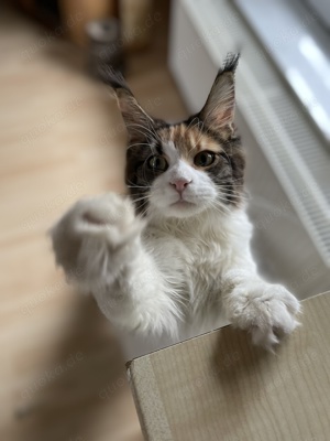 Maine Coon Katze