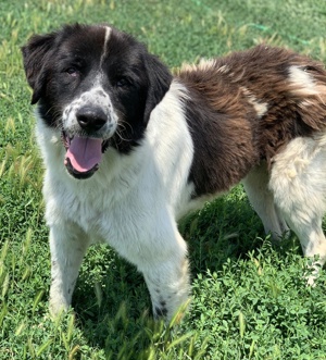 Nitro, geb. ca. 01 2019, lebt in GRIECHENLAND, im städt. Tierheim Serres Bild 6