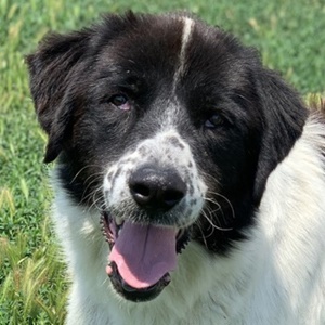 Nitro, geb. ca. 01 2019, lebt in GRIECHENLAND, im städt. Tierheim Serres Bild 3