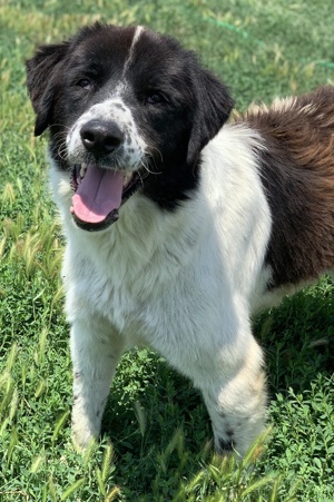 Nitro, geb. ca. 01 2019, lebt in GRIECHENLAND, im städt. Tierheim Serres Bild 4