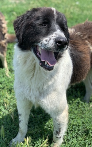 Nitro, geb. ca. 01 2019, lebt in GRIECHENLAND, im städt. Tierheim Serres Bild 5