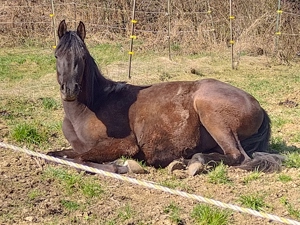 Gesuch!! Sacherl, Bauernhof, Reiterhof 