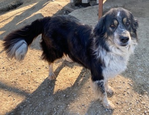 Bente, geb. ca. 04 2020, lebt in GRIECHENLAND, im städt. Tierheim Serres Bild 9