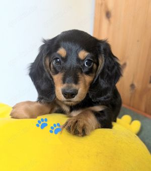 Unsere hübschen Langhaar Dackelwelpen black and tan suchen ihr Zuhause mit Liebe .