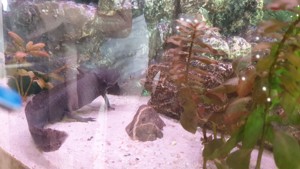 Axolotl Nachzucht Goldalbino  Melanoid