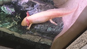 Axolotl Nachzucht Goldalbino  Melanoid Bild 2