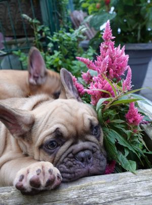 Zuckersüßer, fröhlicher French Bulldog Welpe mit Papieren sucht liebevolles Zuhause!