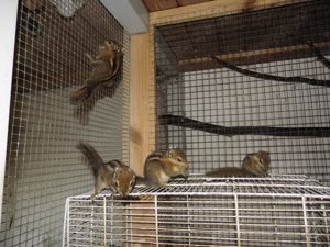 Chinesische Baumstreifenhörnchen Bild 2