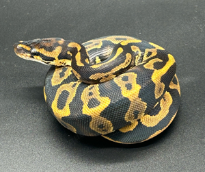 Leopard Gravel (Yellow Belly) 1.0