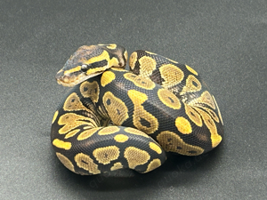 Gravel  (Yellow Belly) 1.0