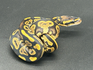 Gravel (Yellow Belly) 0.1