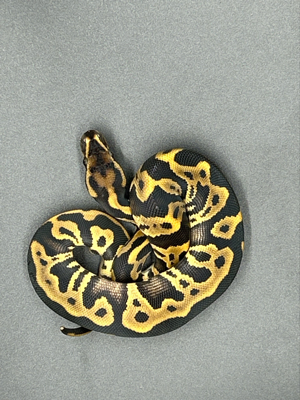 Leopard Gravel (Yellow Belly) 0.1