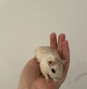 Junge Rennmäuse aus langjähriger, liebevoller Hobbyzucht  Bild 2