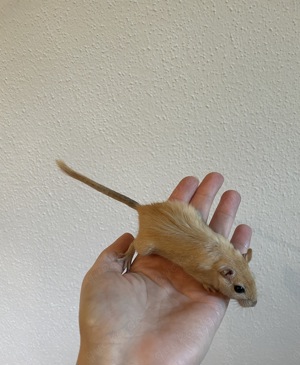 Junge Rennmäuse aus langjähriger, liebevoller Hobbyzucht  Bild 3