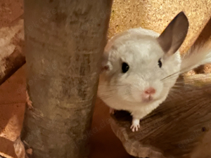 1 weisses Chinchilla Böckchen abzugeben