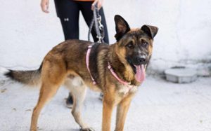 Marley möchte Abenteuer erleben