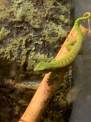 Phelsuma Grandis "High red" Jungtiere