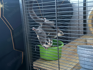 sugar glider