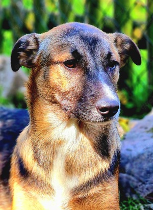 HUMPY, auf Pflegestelle in Boppard 