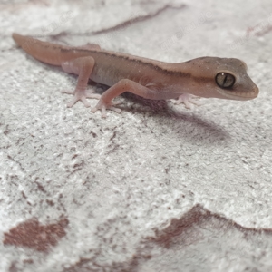 Australische Steingeckos Diplodactylus granariensis rex von DRAGONZOO.de