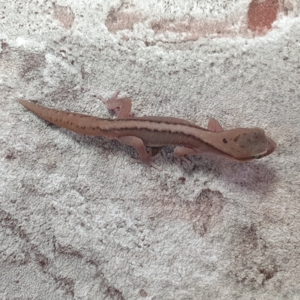 Australische Steingeckos Diplodactylus granariensis rex von DRAGONZOO.de Bild 2