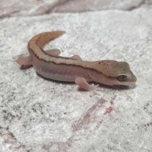 Australische Steingeckos Diplodactylus granariensis rex von DRAGONZOO.de Bild 5